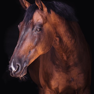 Gallop Guru 